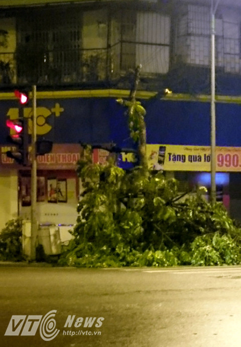 Cay xanh Ha Noi bi chat trom giua dem-Hinh-2