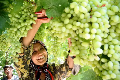 Thời điểm tháng 9 hàng năm, người dân Hami lại tất bật với việc thu hoạch nho về để phơi khô.