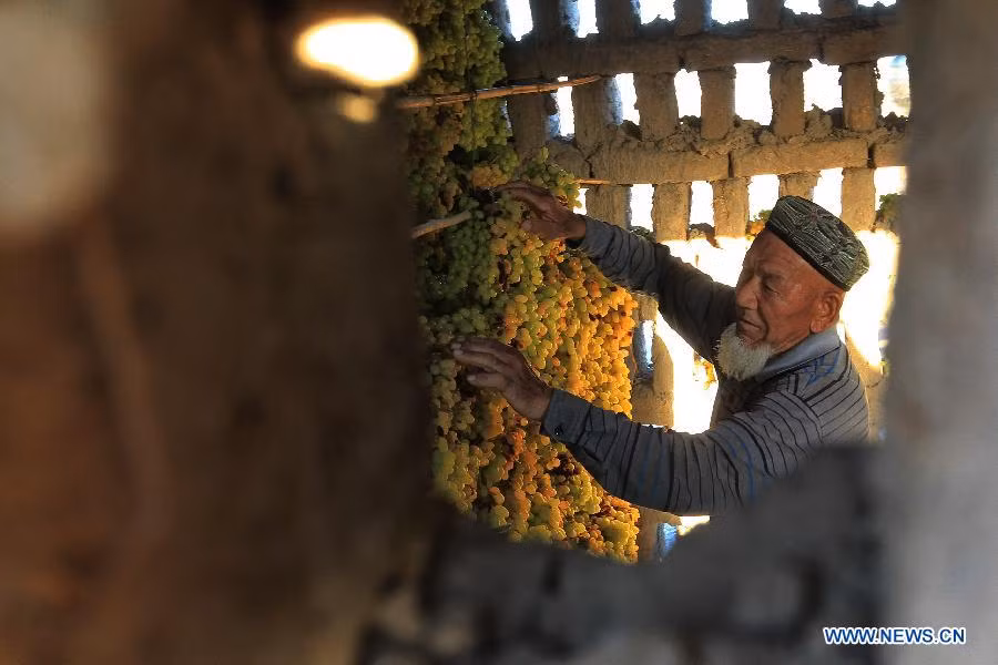 Các gia đình thường treo cả chùm nho sai trĩu quả để phơi khô.