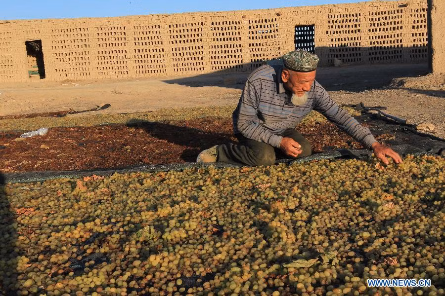 Một cụ ông ở Hami đang rải những chùm nho ra bạt để phơi làm nho khô.