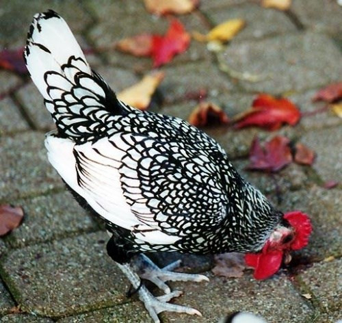 Dù chỉ mới du nhập vào Việt Nam khoảng vài năm trở lại đây nhưng gà vảy cá đã nhanh chóng tạo được cảm tình với nhiều dân chơi sinh vật cảnh. Giống gà này lại ngày càng được nhiều đại gia Việt săn lùng với giá chát.