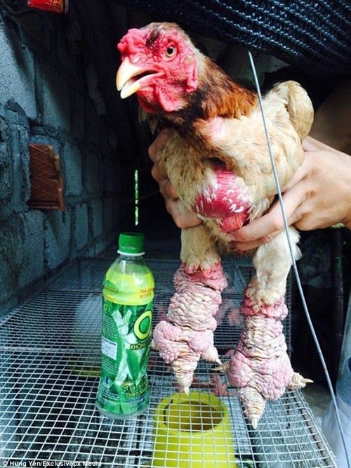 Sở hữu bộ móng trông khá kỳ dị, gà Đông Tảo luôn được đánh giá cao vì mùi vị thịt thơm ngon. Một con gà Đông Tảo trưởng thành có thể nặng tới 6kg. Gà mái thường có lông màu trắng, trong khi bộ lông của gà trống rất nhiều màu sắc.