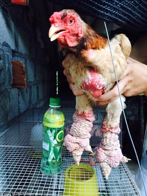 Sở hữu bộ móng trông khá kỳ dị, gà Đông Tảo luôn được đánh giá cao vì mùi vị thịt thơm ngon. Một con gà Đông Tảo trưởng thành có thể nặng tới 6kg. Gà mái thường có lông màu trắng, trong khi bộ lông của gà trống rất nhiều màu sắc.