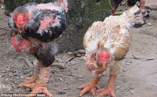 Gà Đông Tảo của Việt Nam được cho là một trong những loài gia cầm đắt giá nhất thế giới với giá khoảng 50 triệu đồng/cặp.