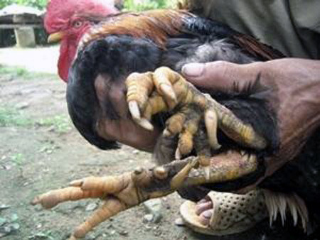 Cứ dịp gần Tết Nguyên Đán, đại gia ở khắp nơi lại đổ xô về bản Cỏi (Thanh Sơn – Phú Thọ) để săn lùng và tìm mua gà 9 cựa.