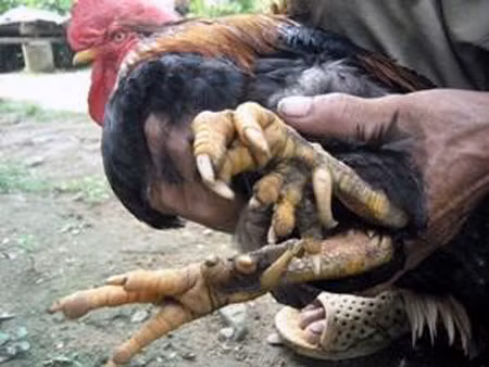 Cứ dịp gần Tết Nguyên Đán, đại gia ở khắp nơi lại đổ xô về bản Cỏi (Thanh Sơn – Phú Thọ) để săn lùng và tìm mua gà 9 cựa.