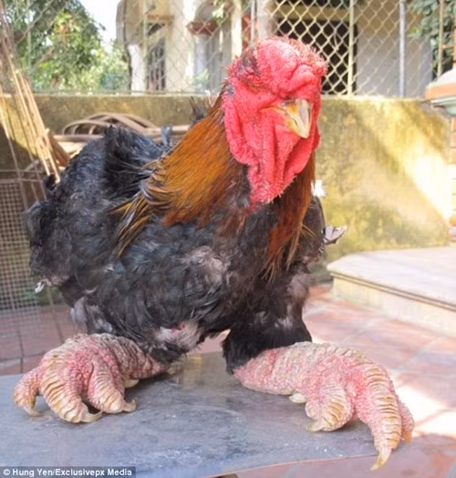 Một đôi gà Đông Tảo có mức giá lên tới 2.500 USD (khoảng 50 triệu đồng). Tuy vậy, cung không đủ cầu vì chúng thường đẻ trứng ít hơn gà thường, do đôi chân cản trở quá trình ấp trứng.