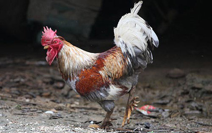 Do đó, giá cả có cao hơn nhiều so với những loại gà thường, lên tới 10 triệu đồng/cặp. Tuy nhiên, gà 9 cựa vẫn trở thành thú chơi sang, thể hiện đẳng cấp của những đại gia chịu chơi bỏ tiền mua về làm cỗ vui xuân.