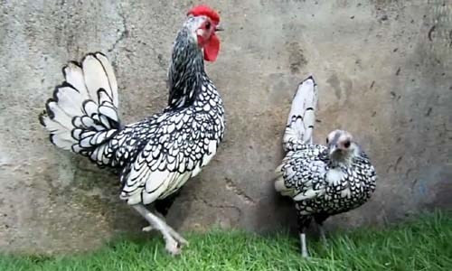 Giá gà cảnh vảy cá lên đến 700.000 đến vài triệu đồng/con song nhiều đại gia Việt không tiếc tiền mua. Nó là giống gà tre có nguồn gốc từ Anh, thân hình nhỏ gọn với những chiếc lông hình vẩy cá được xếp lớp toàn thân vô cùng ấn tượng.