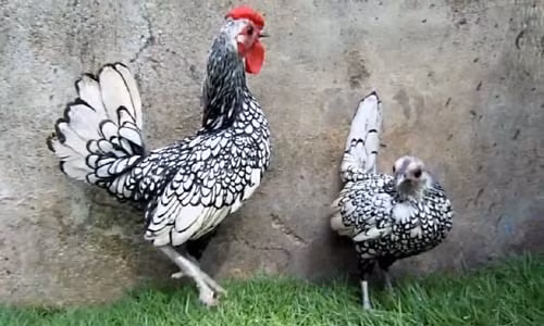 Giá gà cảnh vảy cá lên đến 700.000 đến vài triệu đồng/con song nhiều đại gia Việt không tiếc tiền mua. Nó là giống gà tre có nguồn gốc từ Anh, thân hình nhỏ gọn với những chiếc lông hình vẩy cá được xếp lớp toàn thân vô cùng ấn tượng.