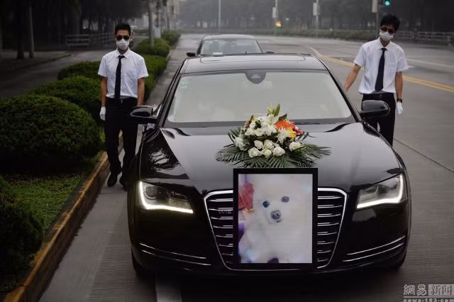 Với dịch vụ đặc biệt này, khi chú chó cưng nhà bạn qua đời, công ty sẽ lo trọn gói một đám tang sang trọng cho nó. Nhân viên công ty sẽ đến tận nhà để chuyển quan tài lên chiếc Audi sang trọng và rước thẳng tới nhà tang lễ.