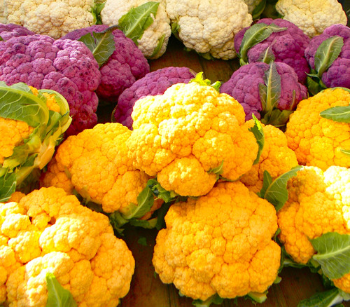 Giống rau quả lạ mắt này đem lại lợi ích kinh tế khá cao nhờ được ưa chuộng trên thị trường.