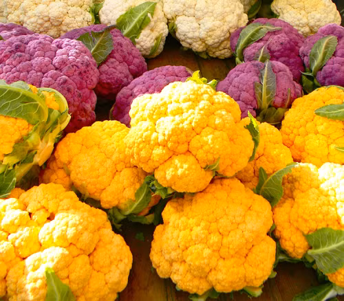 Giống rau quả lạ mắt này đem lại lợi ích kinh tế khá cao nhờ được ưa chuộng trên thị trường.