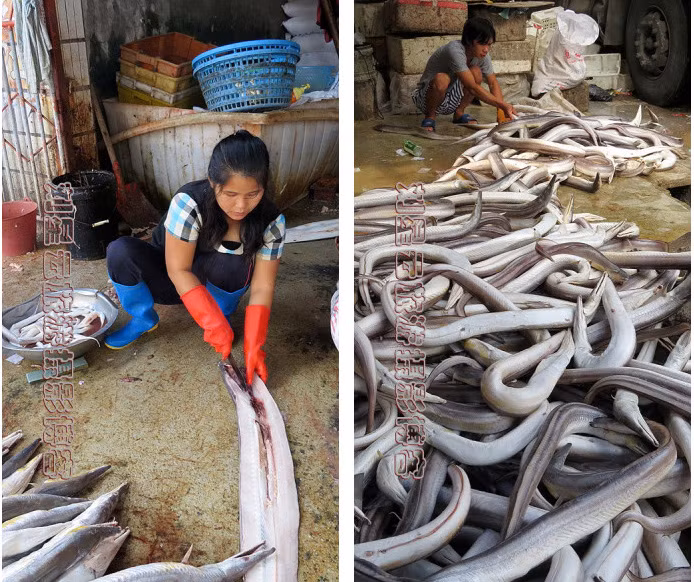 Các ngư dân bắt tay vào mổ lươn biển.