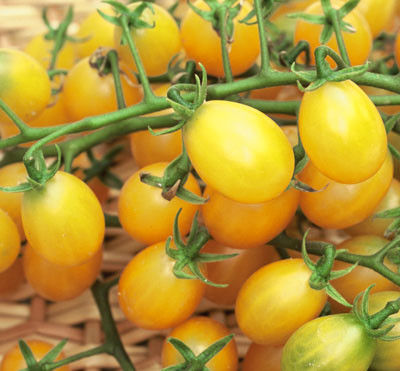 Ngoài ra, cà chua nho vàng cũng được dùng làm mứt.