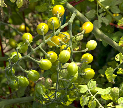 Ban đầu, cây cho quả xanh và chuyển dần sang màu vàng hoặc vàng cam khi chín và đến thời điểm thu hoạch.