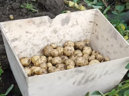 Tất cả công việc thu hoạch đều được làm bằng tay bởi thân của khoai tây La Bonnotte rất giòn và dễ hỏng.