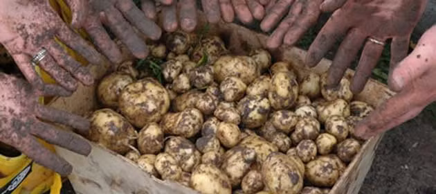 Khoai tây La Bonnotte được trồng từ tháng 2 và thu hoạch từ tuần đầu tiên của tháng 5.