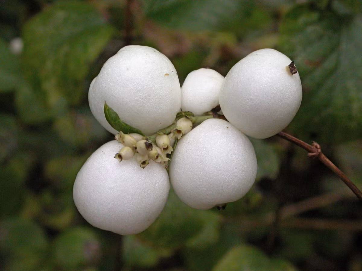 Loại quả này đang được nghiên cứu để trồng tại nhiều nơi ở Úc.