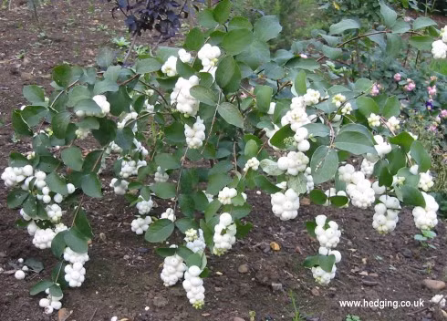 Để thưởng thức các món ăn được chế biến từ loại quả bạch việt quất này, bạn có thể đến nhà hàng Quay Sydney ở Úc.