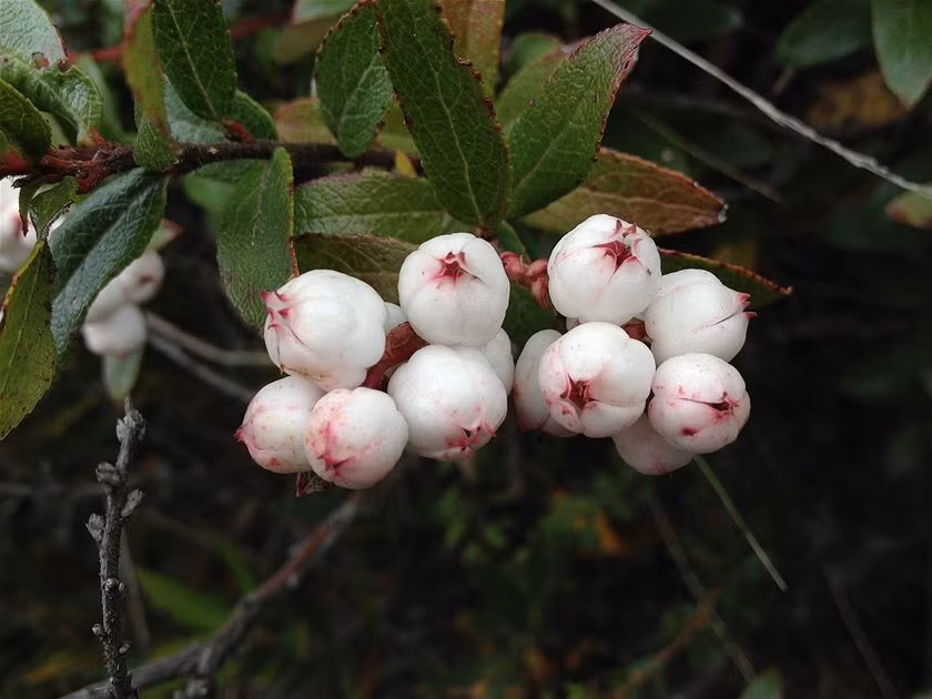 Khi chín, quả nở núm màu đỏ hồng.