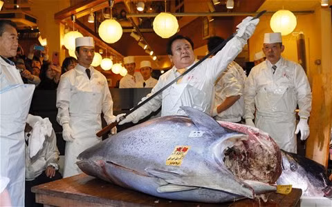 Lo gia dat giat minh cua ca ngu vay xanh