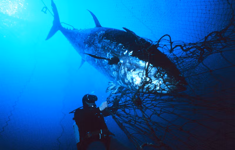 Dù tình hình đã được cải thiện trong vòng năm gần đây nhưng các chuyên gia cho biết triển vọng cho các loài cá này vẫn còn rất mong manh.