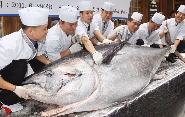 Cá ngừ vây xanh là một thành phần chính của món sushi, được gọi là "Kuro maguro" (cá ngừ đen) ở Nhật Bản và được những người sành ăn sushi ưu ái đặt tên là "kim cương đen" vì độ quý hiếm của nó.