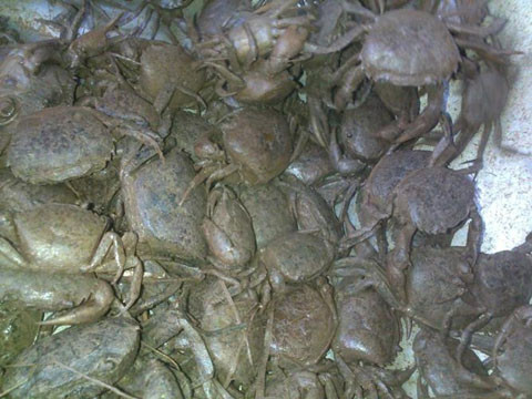 Giá cua đồng tại Hà Nội đắt nhất cả nước: Mùa hè, cua đồng là món rất “thịnh” ở Hà Nội. Cũng bởi thế mà giá cả được đẩy lên rất cao so với các tỉnh ven đô miền Bắc. Dù giá cua đồng đã lên tới 140.000 đồng/kg nhưng muốn mua được cũng phải đi chợ sớm. Trong khi giá cua ở Hà Nội đắt đỏ là vậy thì tại Thái Bình, giá cua các chợ thường chỉ bán với giá 80.000 đồng/kg, Hà Nam giá khoảng 100.000 đồng/kg.