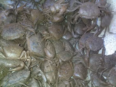 Giá cua đồng tại Hà Nội đắt nhất cả nước: Mùa hè, cua đồng là món rất “thịnh” ở Hà Nội. Cũng bởi thế mà giá cả được đẩy lên rất cao so với các tỉnh ven đô miền Bắc. Dù giá cua đồng đã lên tới 140.000 đồng/kg nhưng muốn mua được cũng phải đi chợ sớm. Trong khi giá cua ở Hà Nội đắt đỏ là vậy thì tại Thái Bình, giá cua các chợ thường chỉ bán với giá 80.000 đồng/kg, Hà Nam giá khoảng 100.000 đồng/kg.