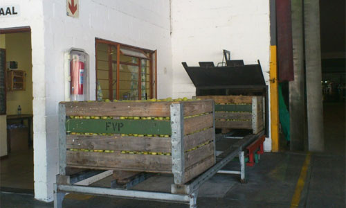 Những quả mận đỏ hoặc vàng sẽ được ướp trong những thùng đá để giữ cho nó không bị chín quá và chất lượng của nó vẫn thơm ngọt khi chuyển đến thị trường nước ngoài.