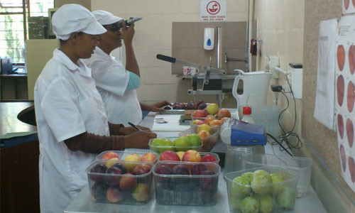 Ngoài ra, trái mận cũng cần đạt được những tiêu chuẩn về chất lượng. "Thời tiết là một yếu tố ảnh hưởng khá lớn đối với ngành công nghiệp mận. Nếu trời mưa, cây mận thường không đậu quả hoặc đậu rất ít và nếu thời tiết quá khô hoặc quá nóng thì trái mận sẽ nhỏ hơn...", người trồng mận ở Nam Phi giải thích.