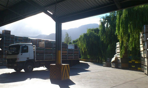 Để được xuất khẩu, trái mận phải đáp ứng được các tiêu chí nhất định về an toàn thực phẩm và chất lượng. Điều rất cần thiết để sản xuất mận là chứng nhận an toàn thực phẩm Global Gap.