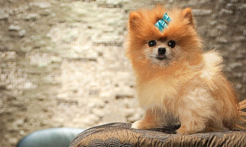 Yêu cầu quái đản khó tin của đại gia thuê khách sạn - Hình 2 Yeu cau quai dan kho tin cua dai gia thue khach san-Hinh-2