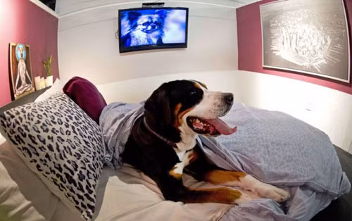 Yeu cau quai dan kho tin cua dai gia thue khach san-Hinh-6