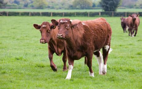 Khi đạt đến độ trưởng thành, những con bò được đưa đến nhà máy sản xuất thịt bò.