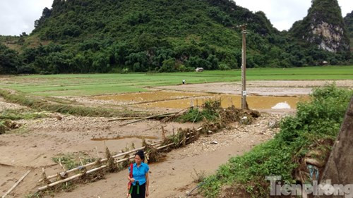 Nước lớn cũng cuốn trôi nhiều hoa màu của người dân.