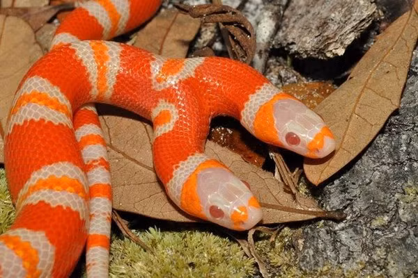 Bo suu tap dong vat hai dau dat giat minh cua dai gia