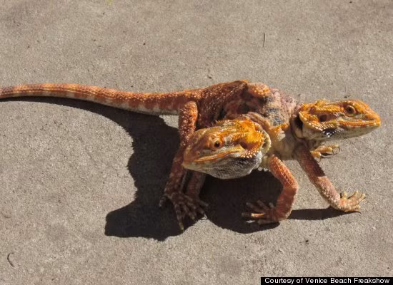 Ông tin rằng đây là loài động vật quý hiếm nhất trên thế giới và ông tự hào đã nuôi dưỡng chúng sống sót hơn một năm khi mà chúng được cho là chỉ có thể sống vài tháng.