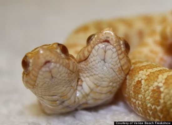 Lenny and Squiggy, chú rắn hai đầu thuộc giống Albino Hognose được cho là chú rắn hiếm nhất thế giới.