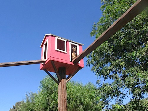 Ngôi nhà hồng đáng yêu dành cho những chú dê nằm khá cao trên một cột trụ.