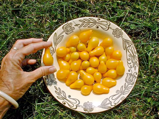 Cây ưa nắng nên hoàn toàn có thể trồng ở ngoài trời - khu vực nắng gắt nhất trong nhà.