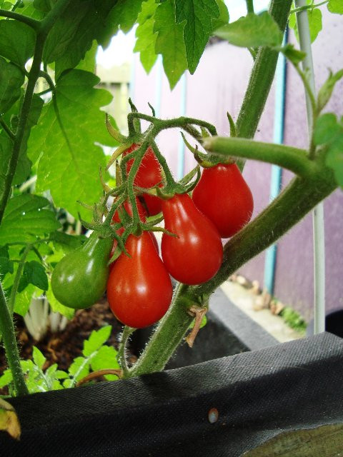 Cà chua lê cũng được nhiều bà nội trợ ở Việt Nam săn lùng để trồng cảnh trong nhà.