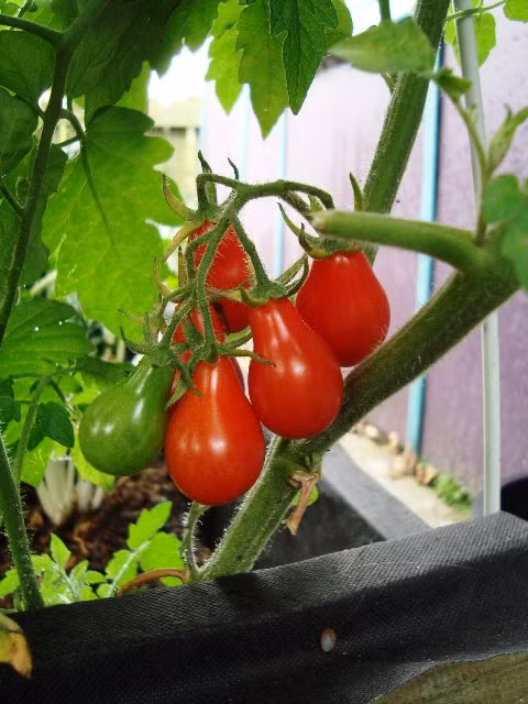 Cà chua lê cũng được nhiều bà nội trợ ở Việt Nam săn lùng để trồng cảnh trong nhà.