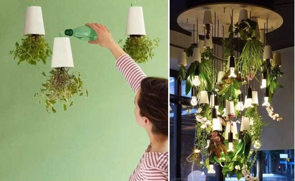 Cốc treo cây cảnh độc đáo trong nhà.