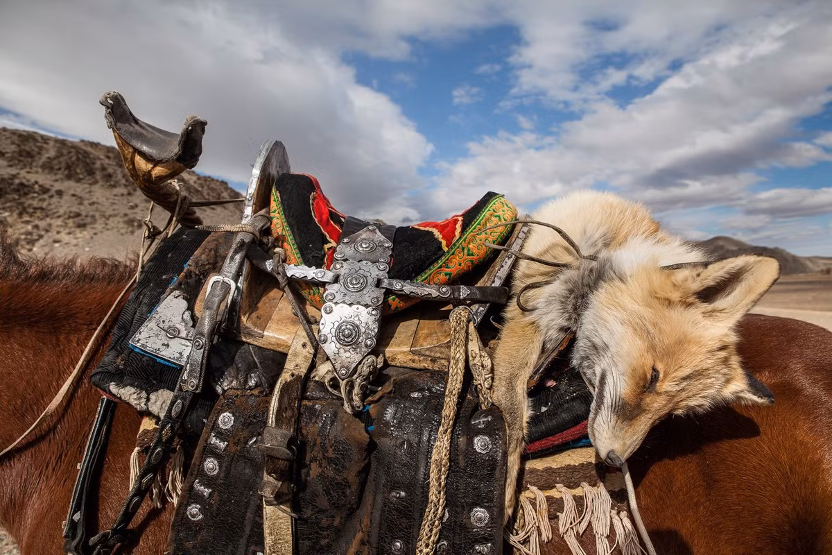 Khi thợ săn mang về một con cáo, cả cộng đồng sẽ ăn mừng. Đối với họ và gia đình, bộ lông của loài vật này quý như một chiếc cúp. Nó giúp họ giữ ấm khi nhiệt độ xuống dưới 0 độ C.