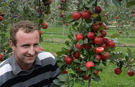 Điều đặc biệt là ruột táo Redlove vẫn giữ nguyên màu đỏ, ngay cả khi được nấu hoặc được ép.