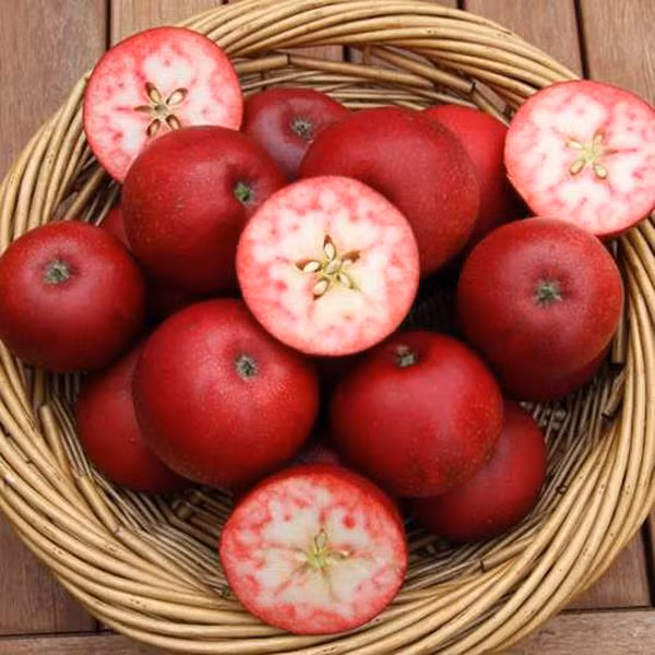  Với màu sắc bắt mắt, giống táo lõi đỏ này rất được ưa chuộng trên thị trường.