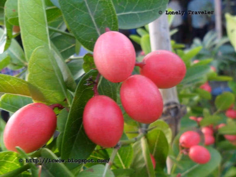 Trừ quả là trái cây ăn được thì tất cả các bộ phận khác của cây mận đỏ nhiệt đới Natal đều rất độc hại.