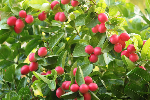 Ngoài thu hoạch quả để ăn, mận Natal còn được trồng nhiều làm cây rào ven đường bởi nó có gai khá nhọn và tính chịu nhiệt, chịu hạn tốt.